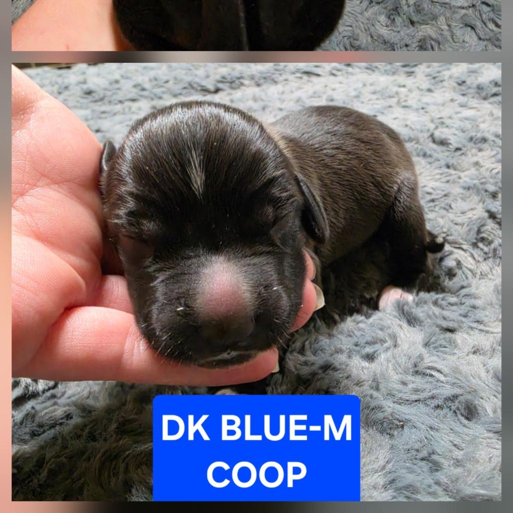Enlarge Coop, a Adoptable mixed breed in Chesapeake, VA image 2/5
