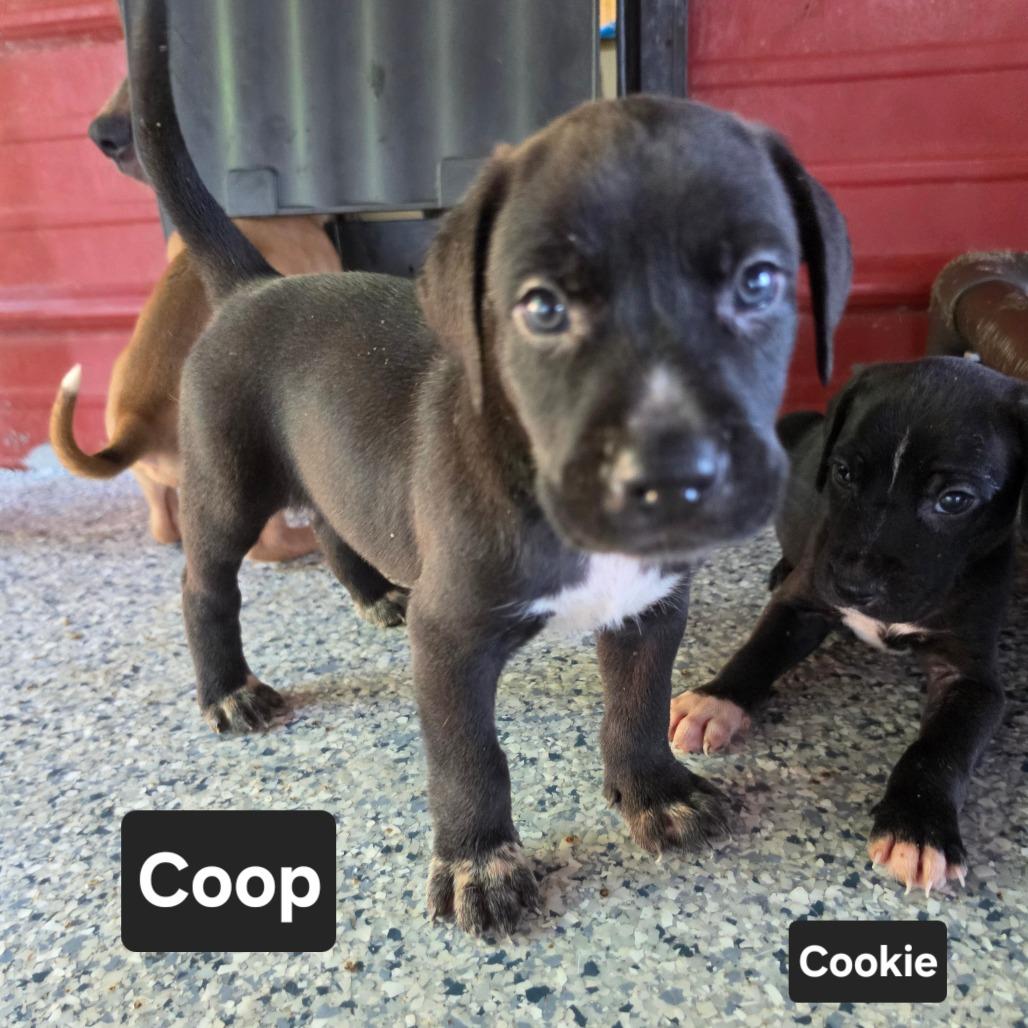Enlarge Coop, a Adoptable mixed breed in Chesapeake, VA image 5/5