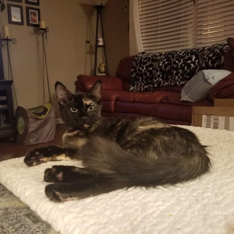 Mona, a Adoptable Domestic Medium Hair in Chesapeake Beach, MD image 2/6