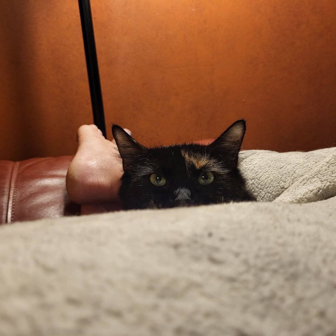 Mona, a Adoptable Domestic Medium Hair in Chesapeake Beach, MD image 3/6