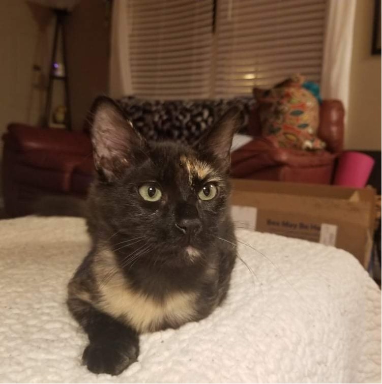 Mona, a Adoptable Domestic Medium Hair in Chesapeake Beach, MD image 4/6