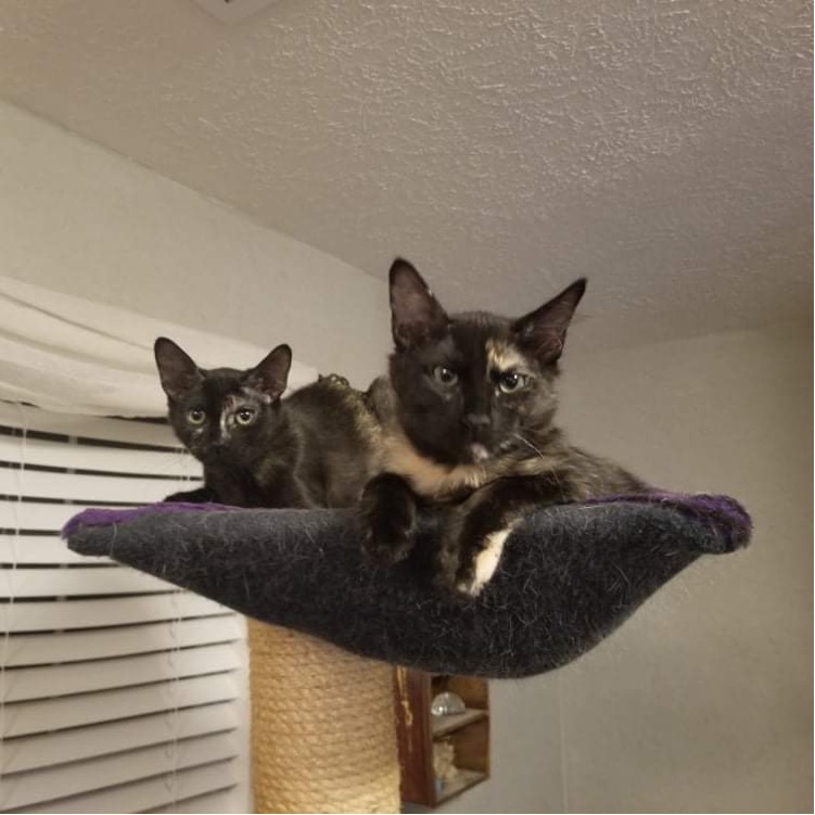 Mona, a Adoptable Domestic Medium Hair in Chesapeake Beach, MD image 5/6