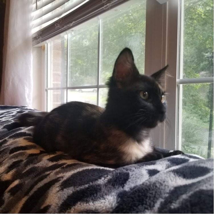 Mona, a Adoptable Domestic Medium Hair in Chesapeake Beach, MD image 6/6