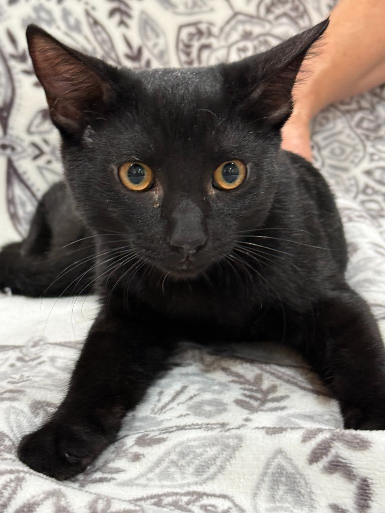 Olaf, Adoptable, Kitten Male Domestic Short Hair.