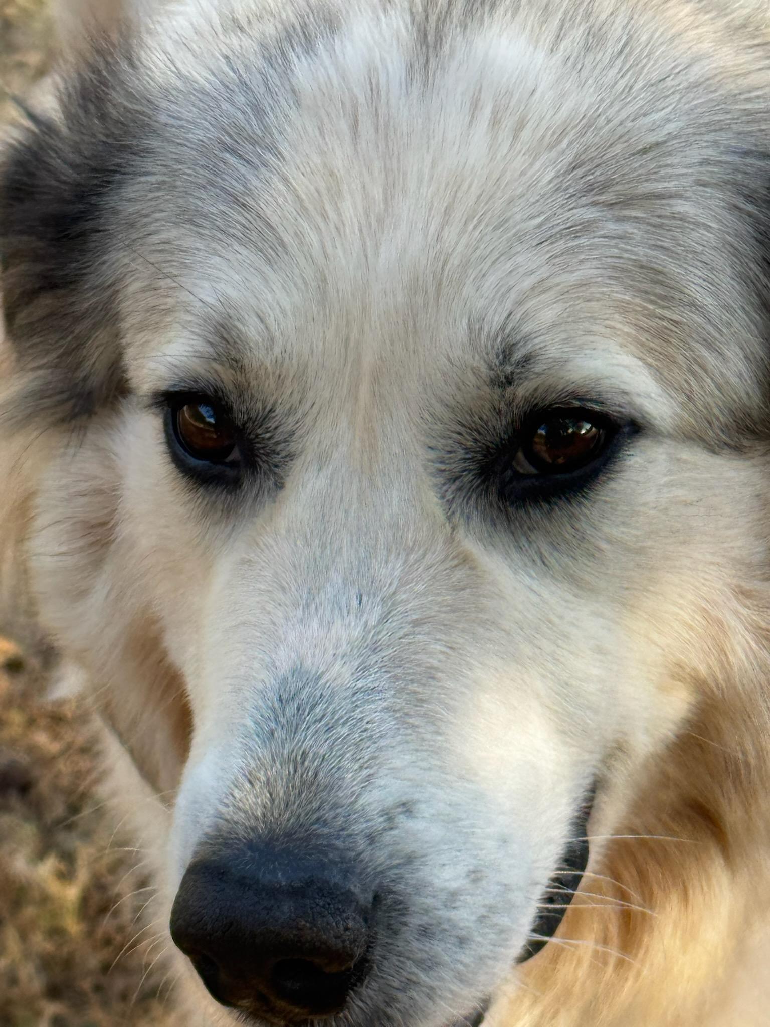 Enlarge Grace, an adopted Great Pyrenees in Claremont, NC image 1/4