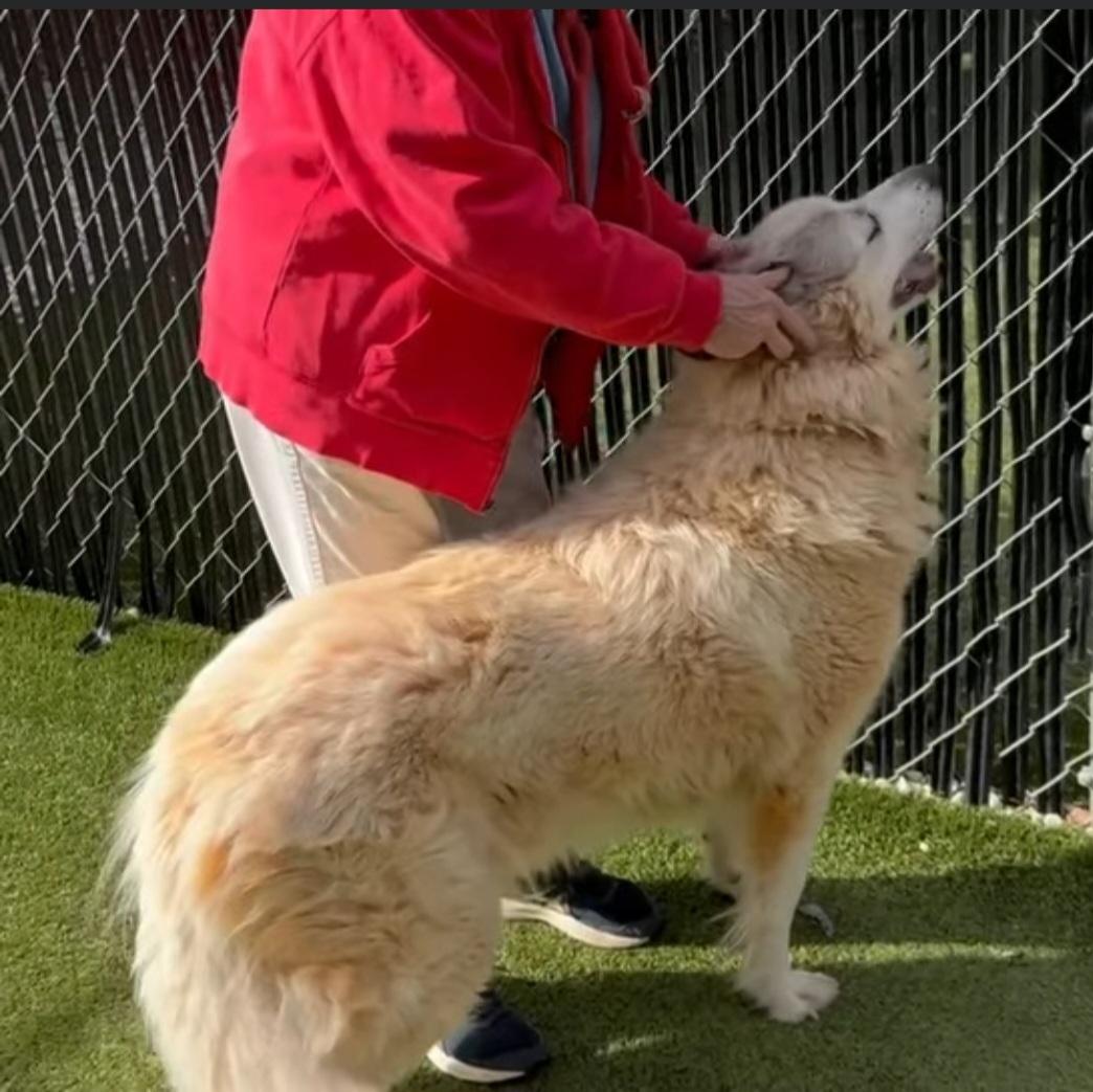 Enlarge Grace, an adopted Great Pyrenees in Claremont, NC image 2/4