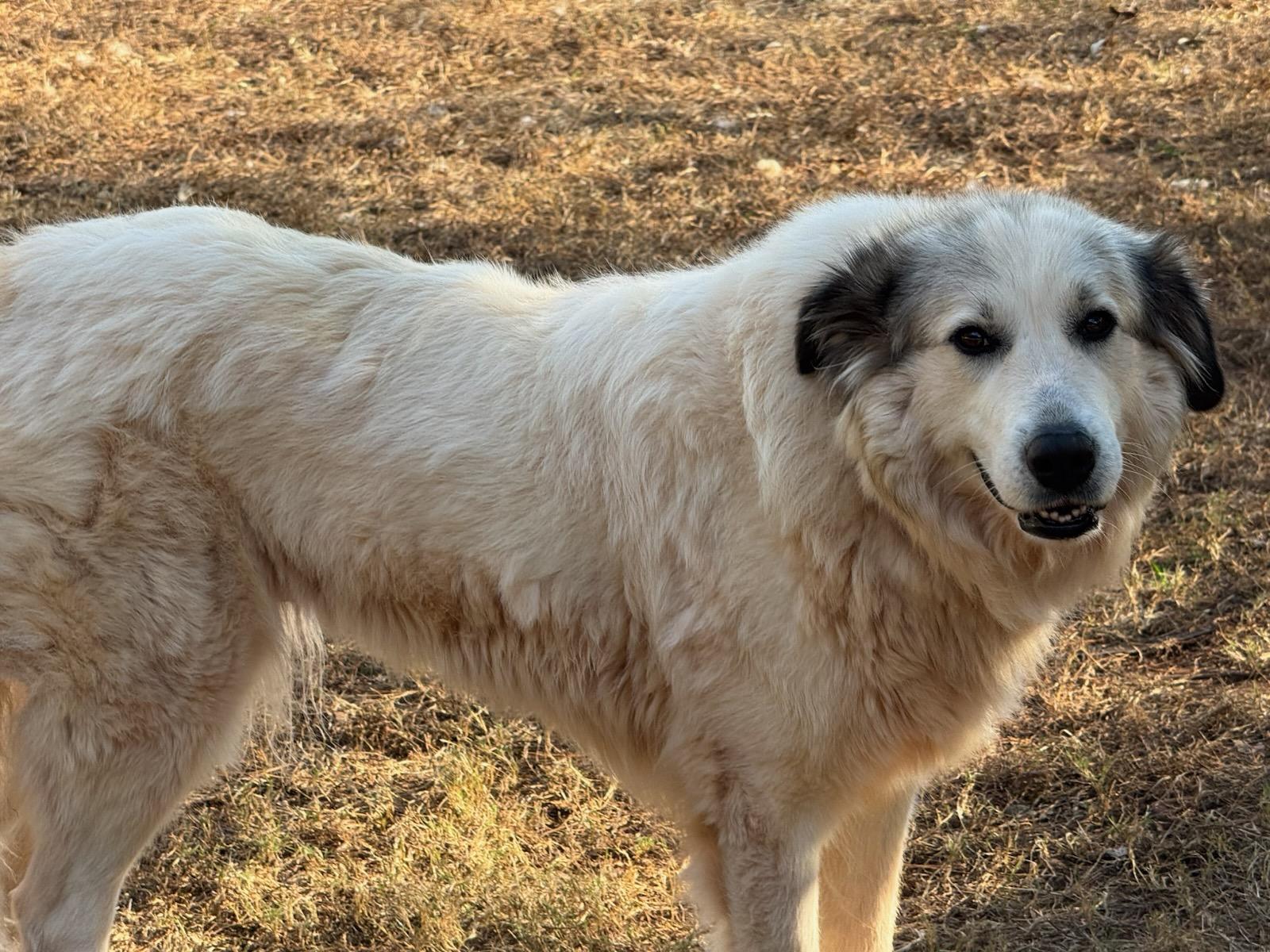 Enlarge Grace, an adopted Great Pyrenees in Claremont, NC image 4/4