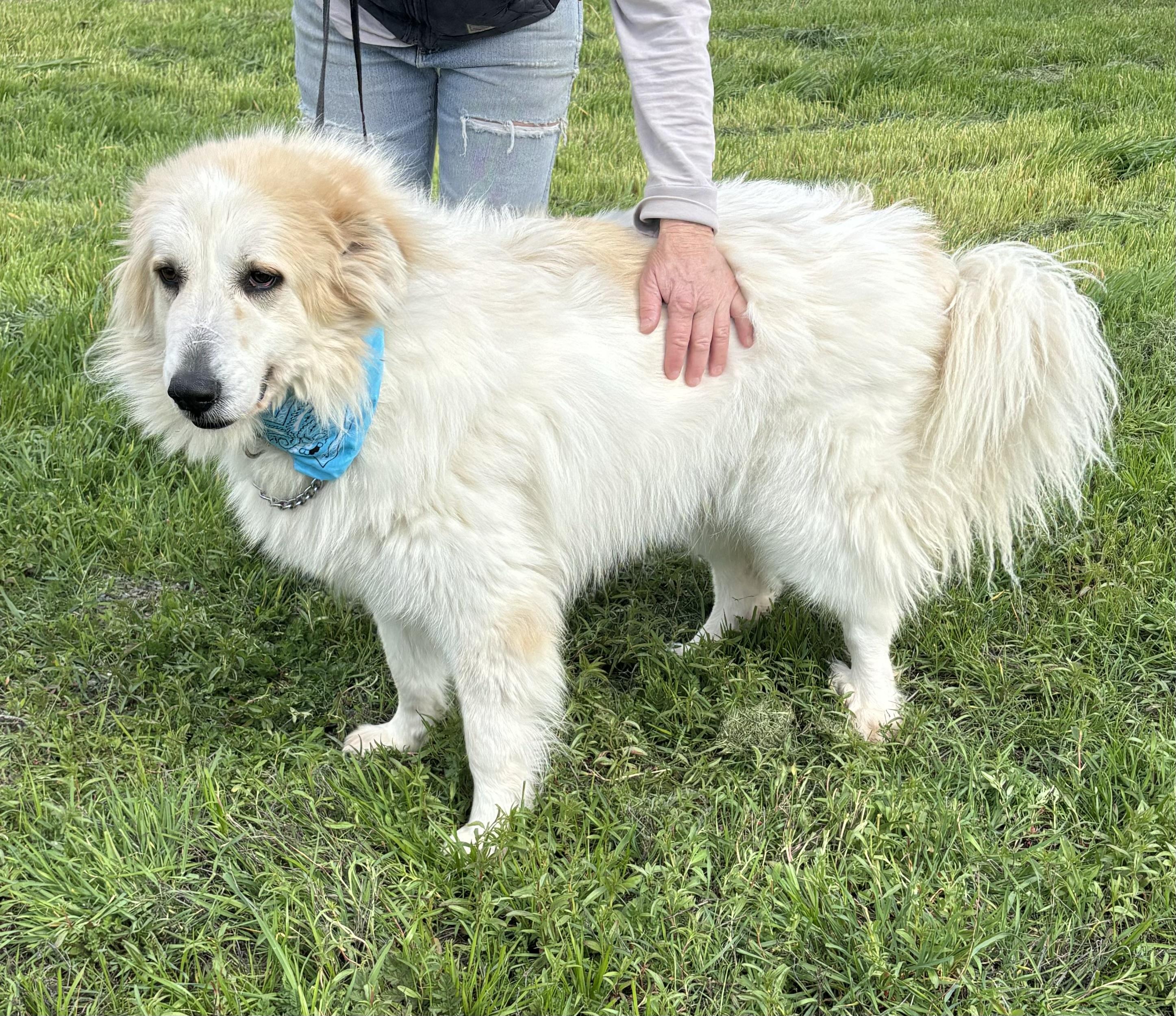 Dinky, Adoptable, Adult Female Great Pyrenees.