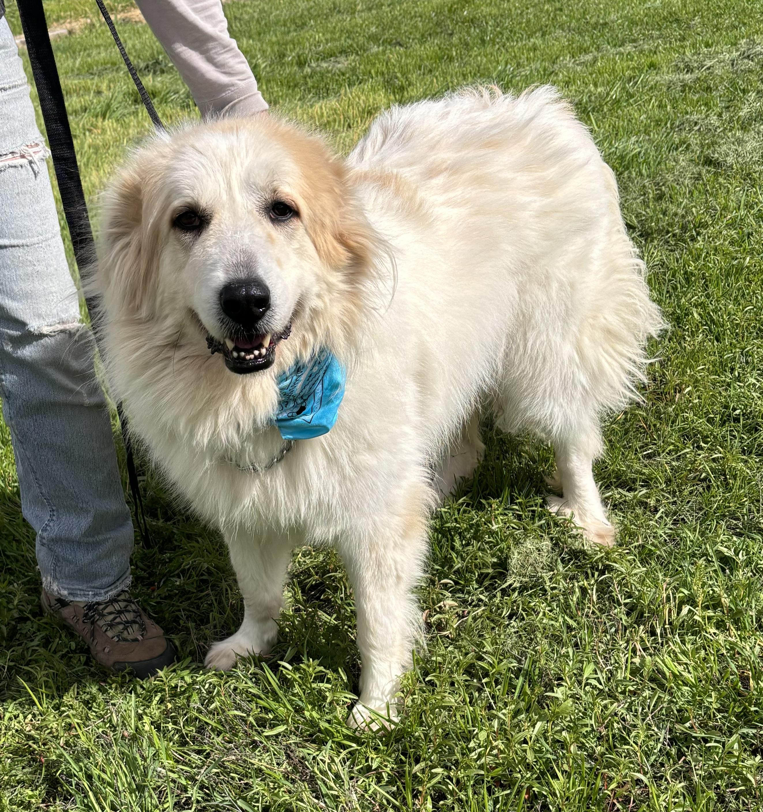 Enlarge Dinky, a Adoptable Great Pyrenees in Woodland, CA image 2/2