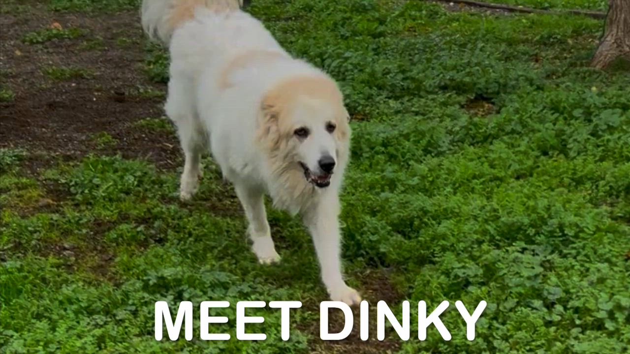 Enlarge Dinky, a Adoptable Great Pyrenees in Woodland, CA video 3/3