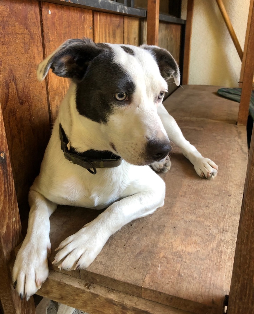 Manny, a Adoptable mixed breed in Fresno, CA image 1/12