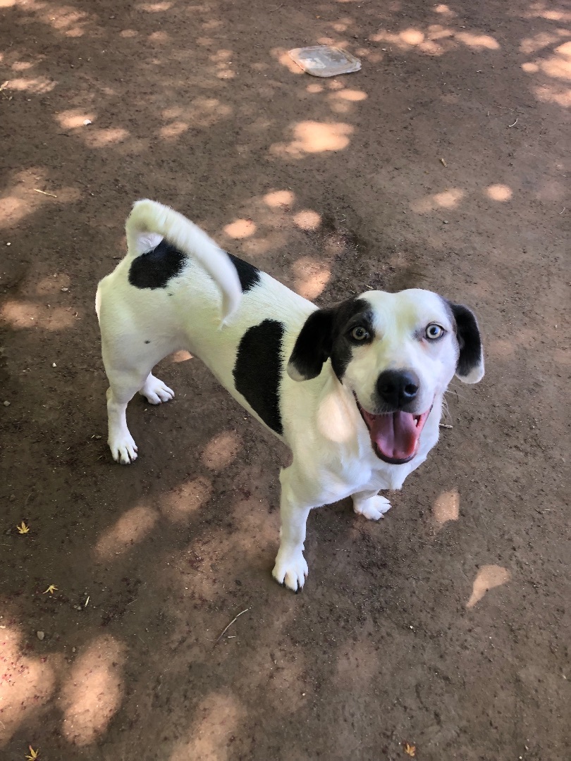 Manny, a Adoptable mixed breed in Fresno, CA image 2/12