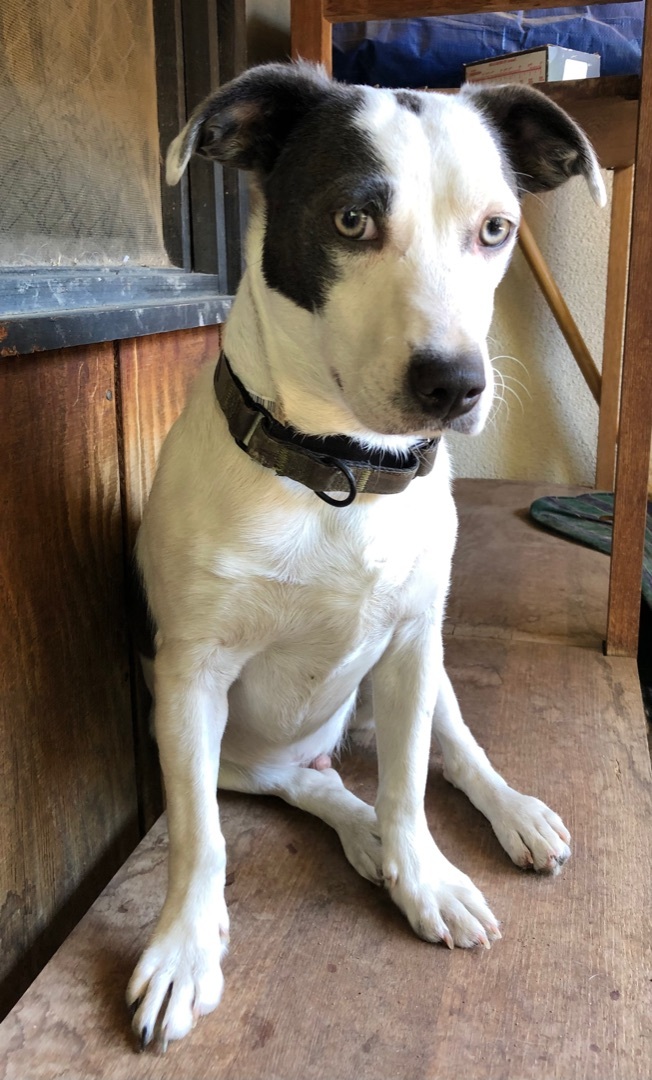 Manny, a Adoptable mixed breed in Fresno, CA image 3/12