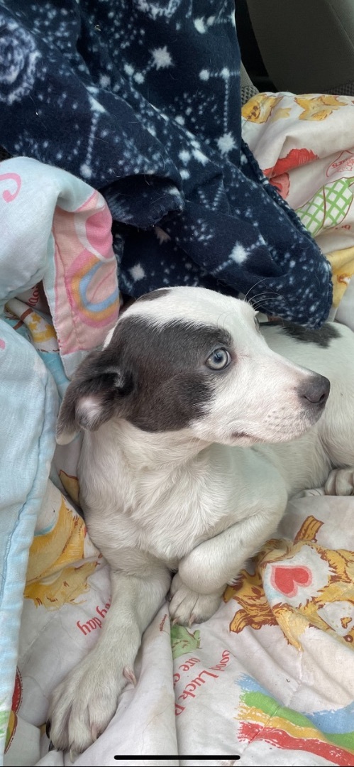 Manny, a Adoptable mixed breed in Fresno, CA image 4/12