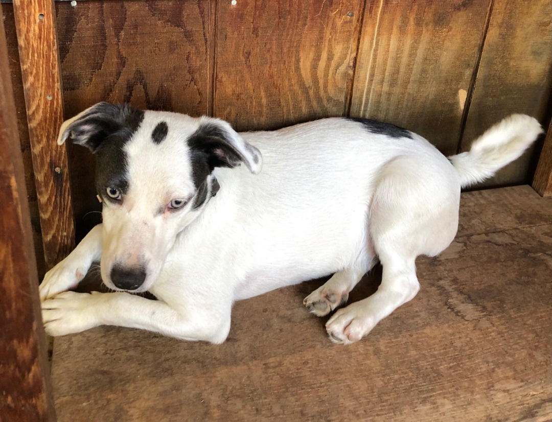 Manny, a Adoptable mixed breed in Fresno, CA image 5/12