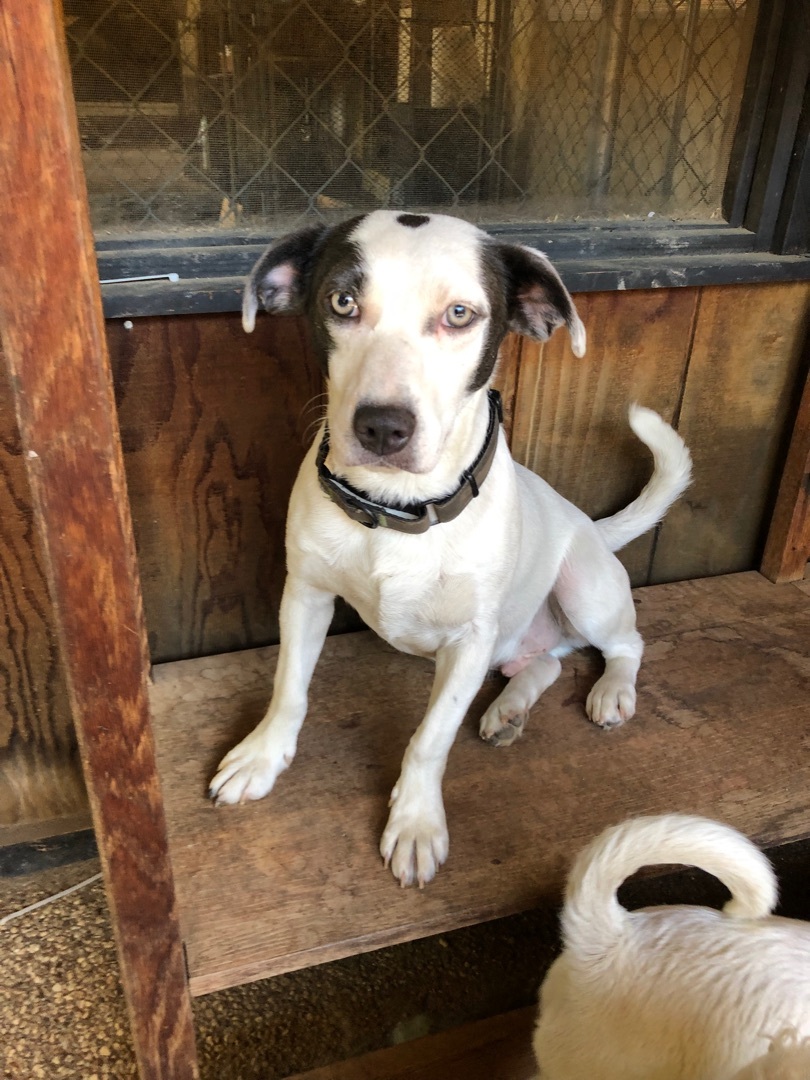 Manny, a Adoptable mixed breed in Fresno, CA image 6/12