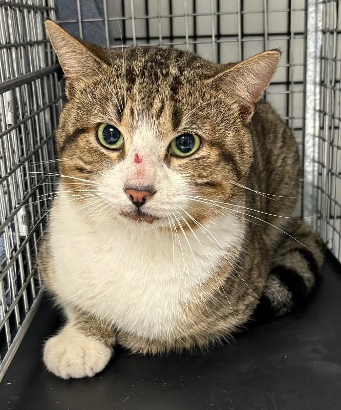 Avalon, Adoptable, Adult Male Domestic Short Hair.