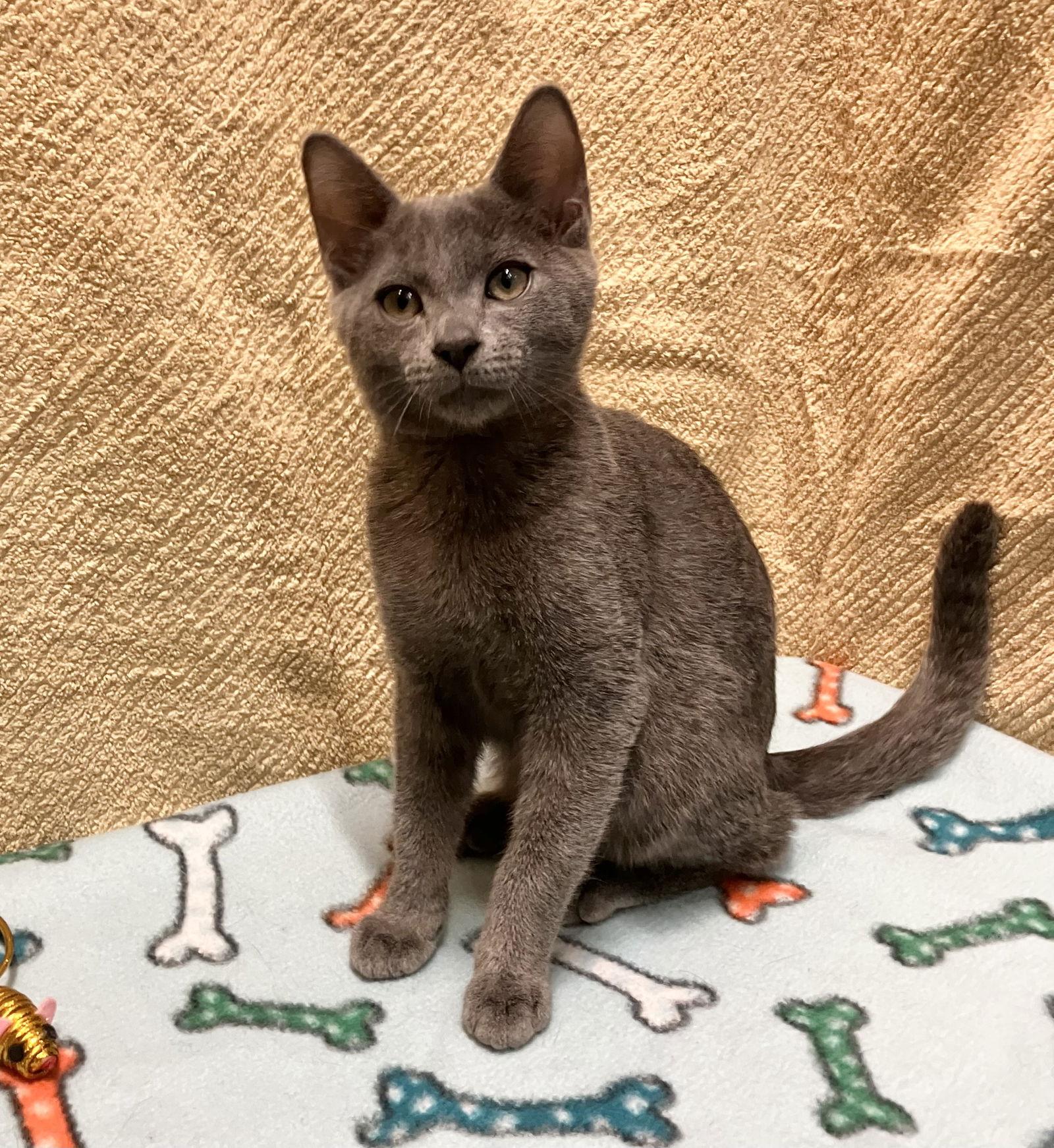 Enlarge Valen, a Adopted Domestic Short Hair in Dublin, OH image 1/3