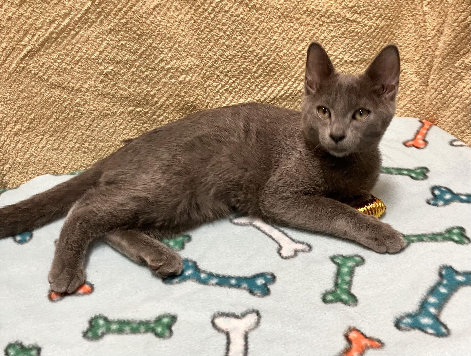 Enlarge Valen, a Adopted Domestic Short Hair in Dublin, OH image 2/3