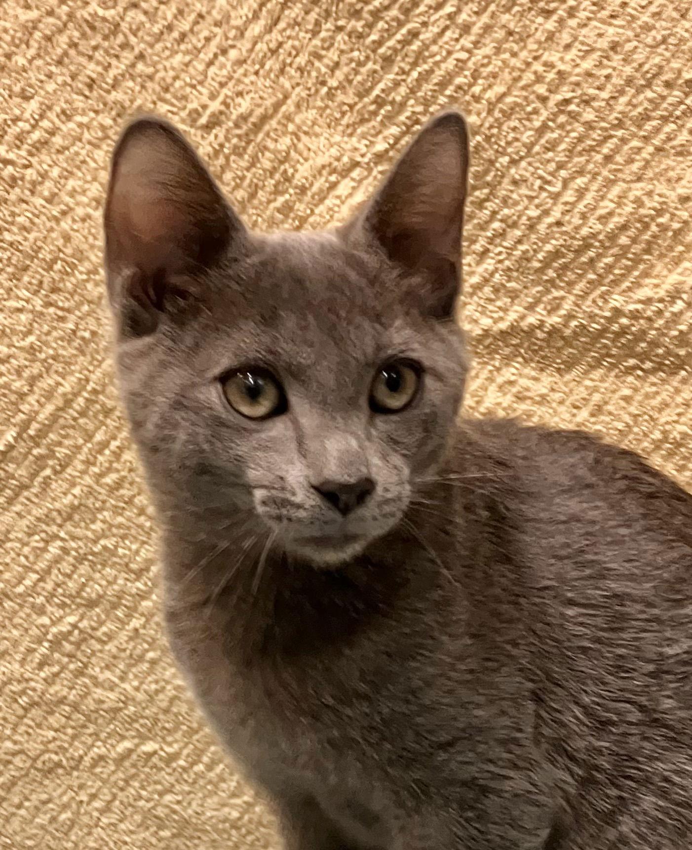 Enlarge Valen, a Adopted Domestic Short Hair in Dublin, OH image 3/3