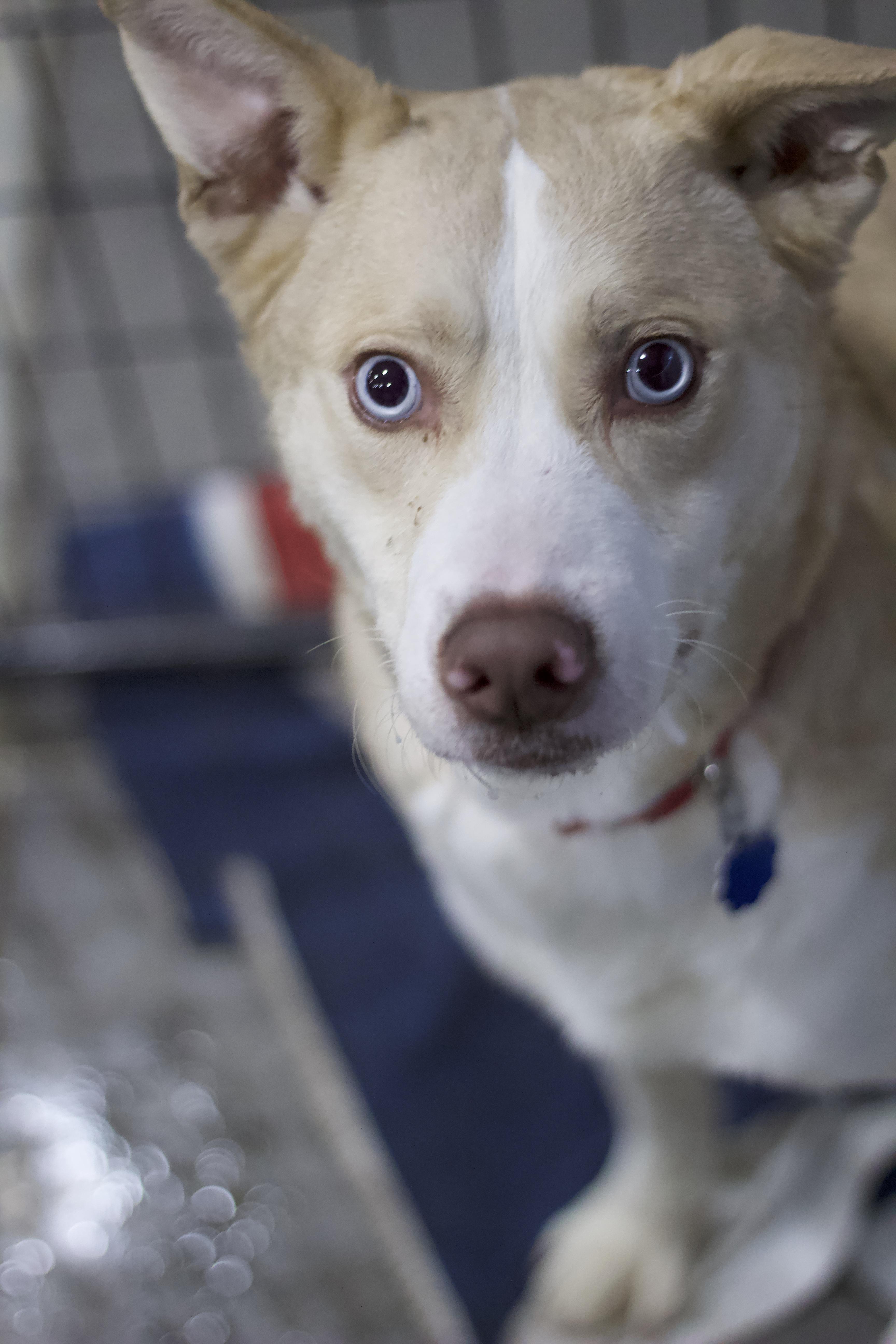 Enlarge Boo, a Adoptable mixed breed in Ottumwa, IA image 1/2