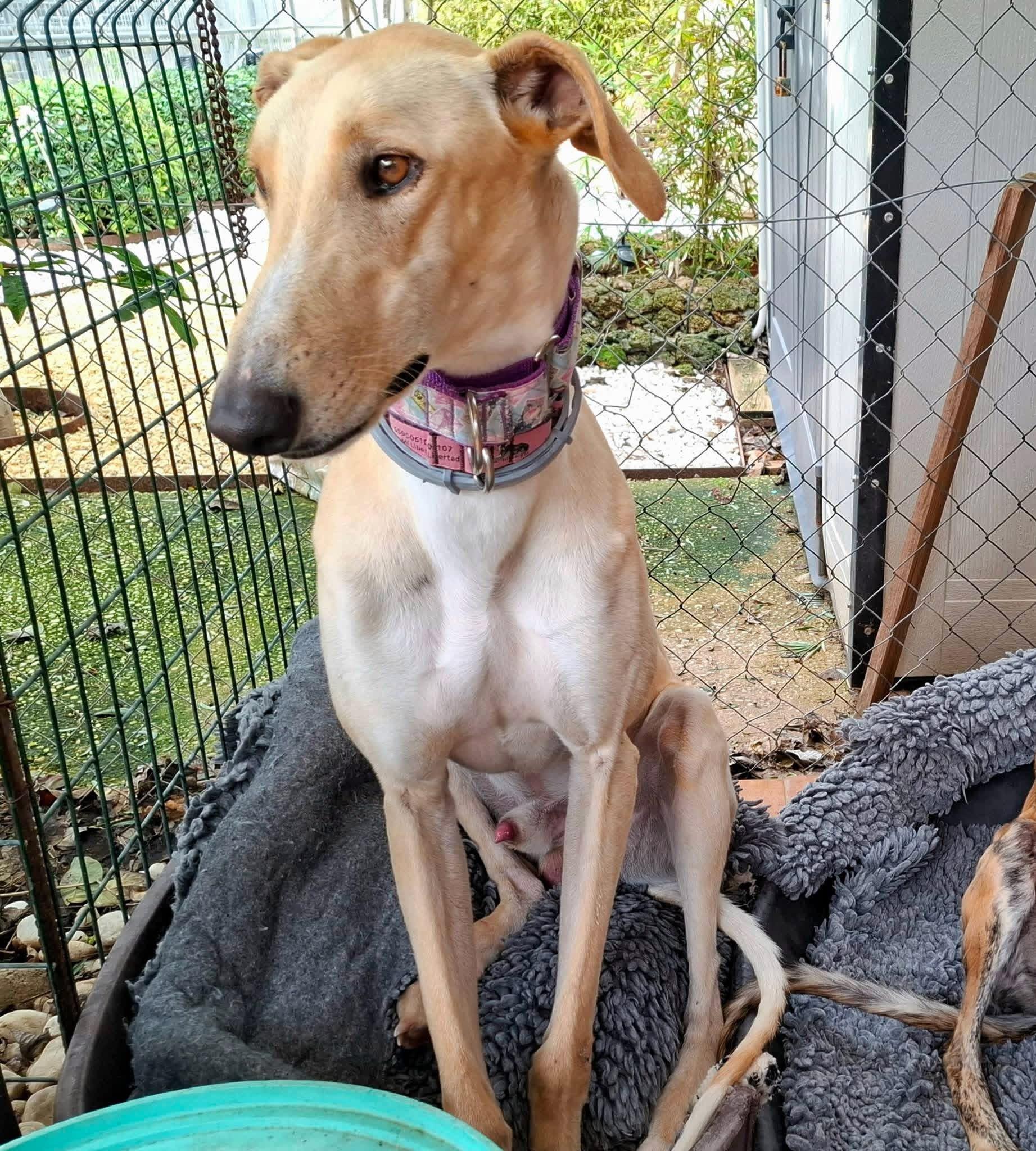 Kahu, ADOPTABLE, Young Male Galgo Spanish Greyhound.