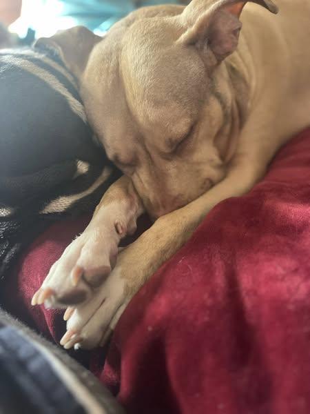 Chloe, Adoptable, Adult Female Pit Bull Terrier.