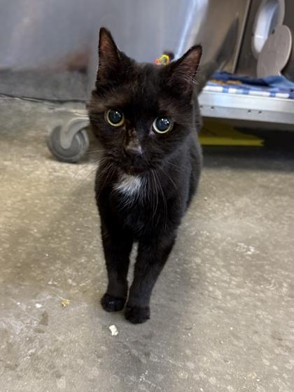 Salem, Adoptable, Adult Female Domestic Short Hair & Domestic Short Hair.
