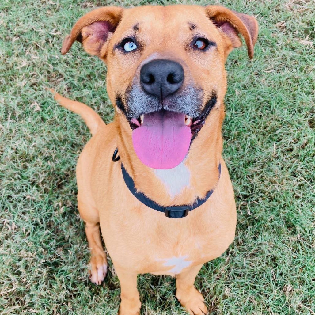 Cristina, Adoptable, Adult Female Mixed Breed & Mixed Breed.