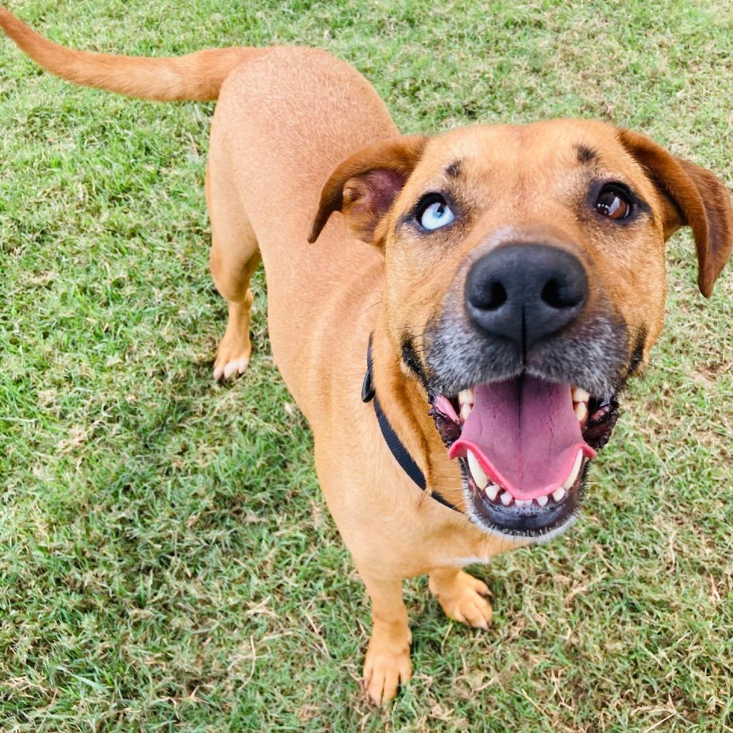 Cristina, a Adoptable mixed breed in Bentonville, AR image 6/6