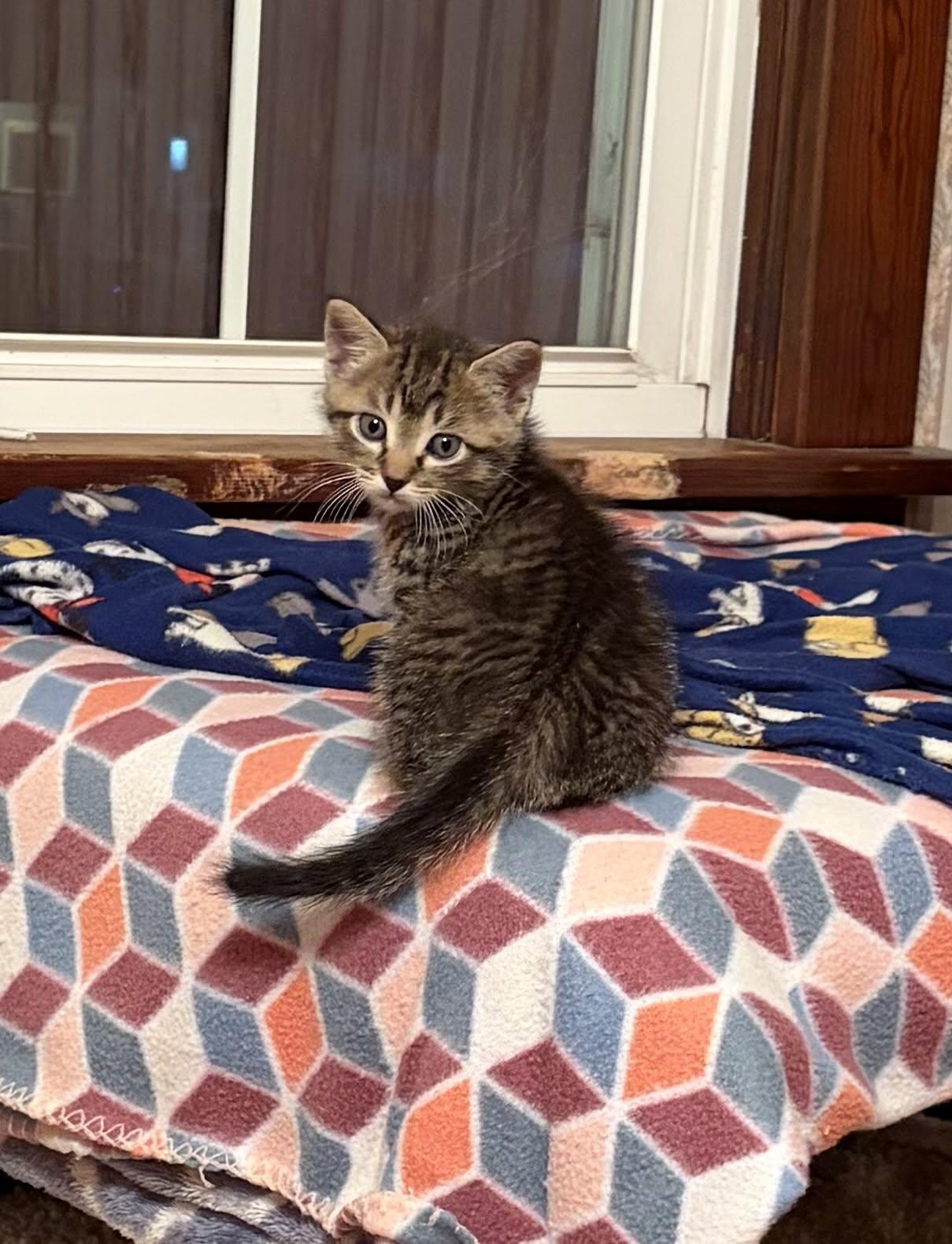 Enlarge Bert, a Adopted Tabby in Decorah, IA image 2/2