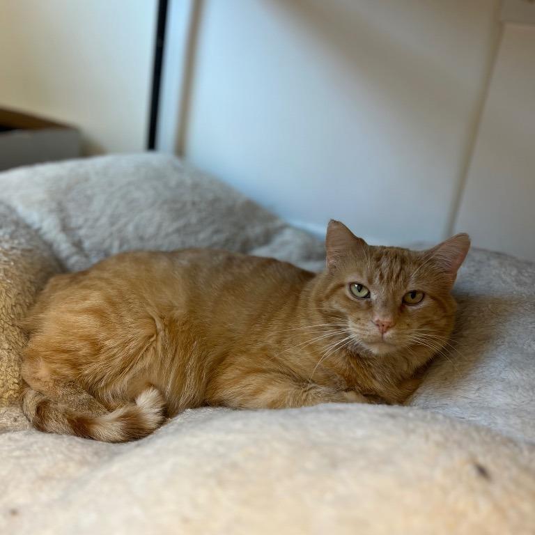 Enlarge Kitkin, a Adoptable Domestic Short Hair in Geneseo, IL image 1/1