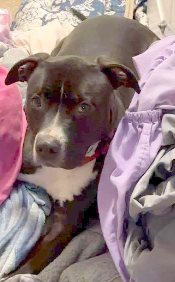 Echo: Not At the Shelter (Stacey), Adoptable, Adult Male Pit Bull Terrier.