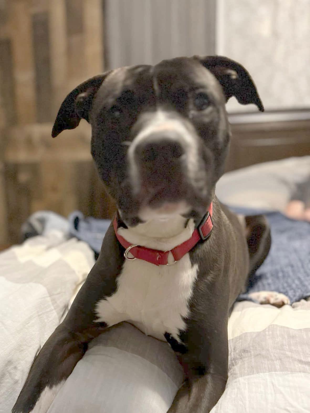 Enlarge Echo: Not At the Shelter (Stacey), a Adoptable Pit Bull Terrier in Rustburg, VA image 3/3