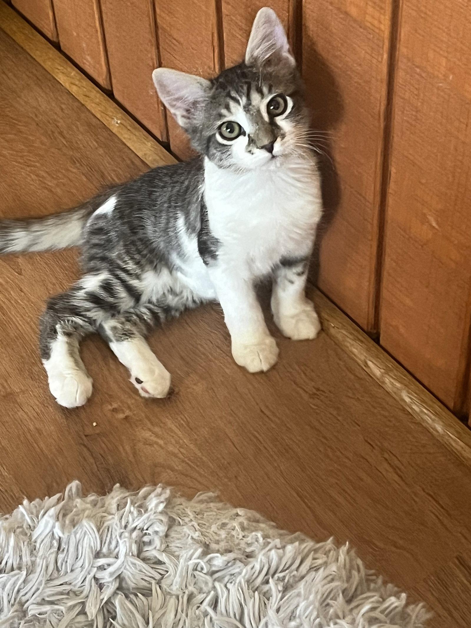 Addie, Adoptable, Kitten Female Domestic Short Hair & Tabby.