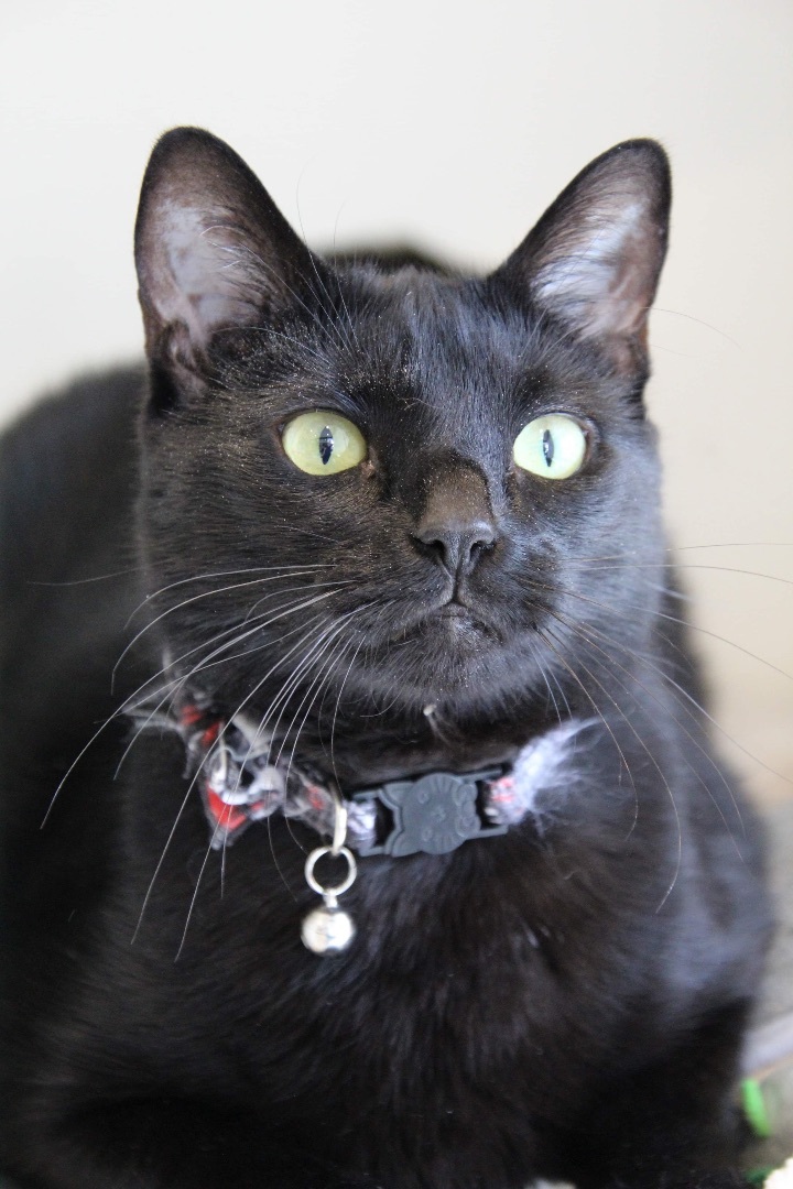 Russell ("McChicken") Stover, adoptable, Senior Male Domestic Short Hair.