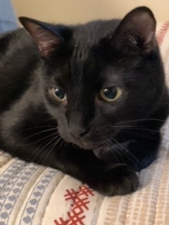 Russell ("McChicken") Stover, an adoptable Domestic Short Hair in Sterling, VA image 2/5