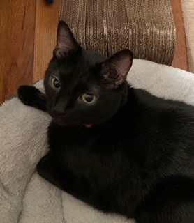 Russell ("McChicken") Stover, an adoptable Domestic Short Hair in Sterling, VA image 3/5