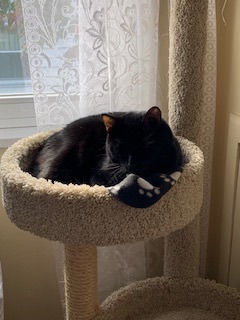Russell ("McChicken") Stover, an adoptable Domestic Short Hair in Sterling, VA image 4/5
