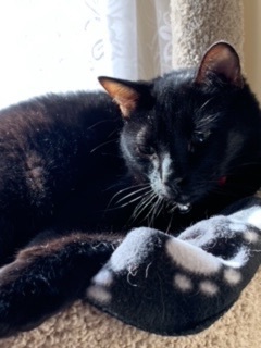 Russell ("McChicken") Stover, an adoptable Domestic Short Hair in Sterling, VA image 5/5