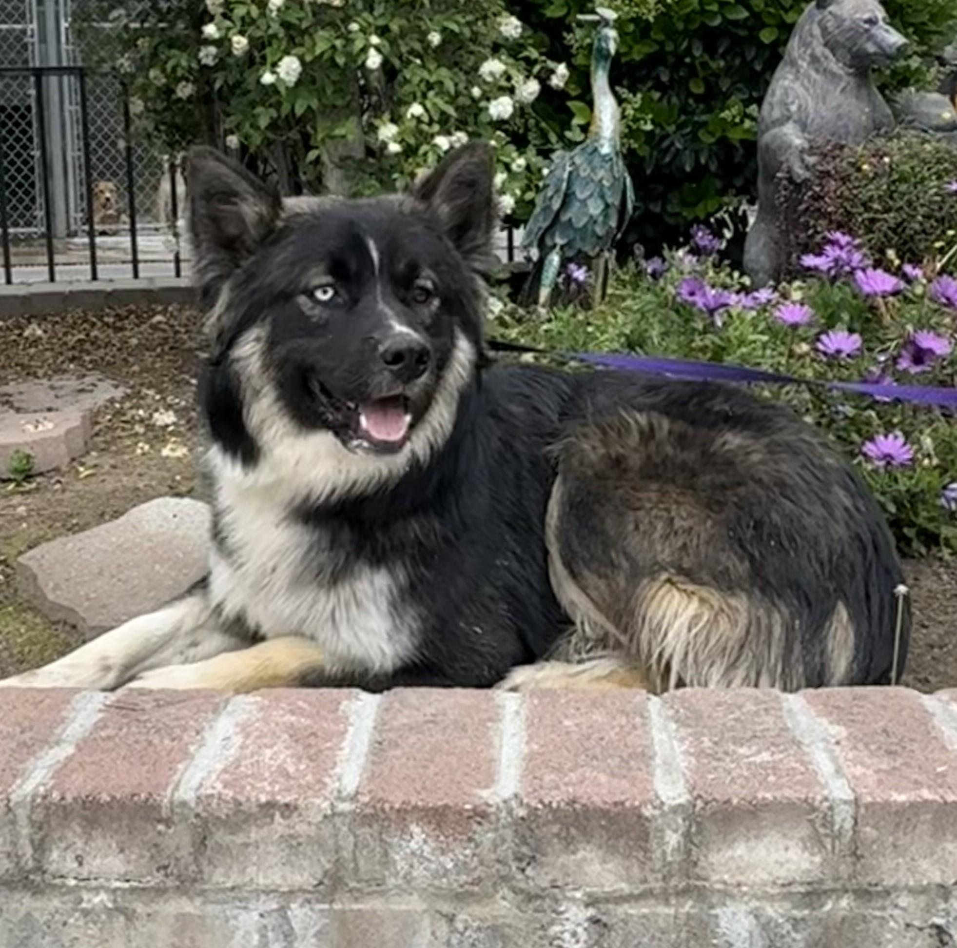 Enlarge Ezra, a Adoptable mixed breed in Lathrop, CA image 1/1