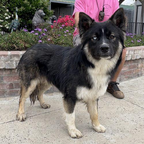 Ezra, a Adoptable mixed breed in Lathrop, CA image 2/2