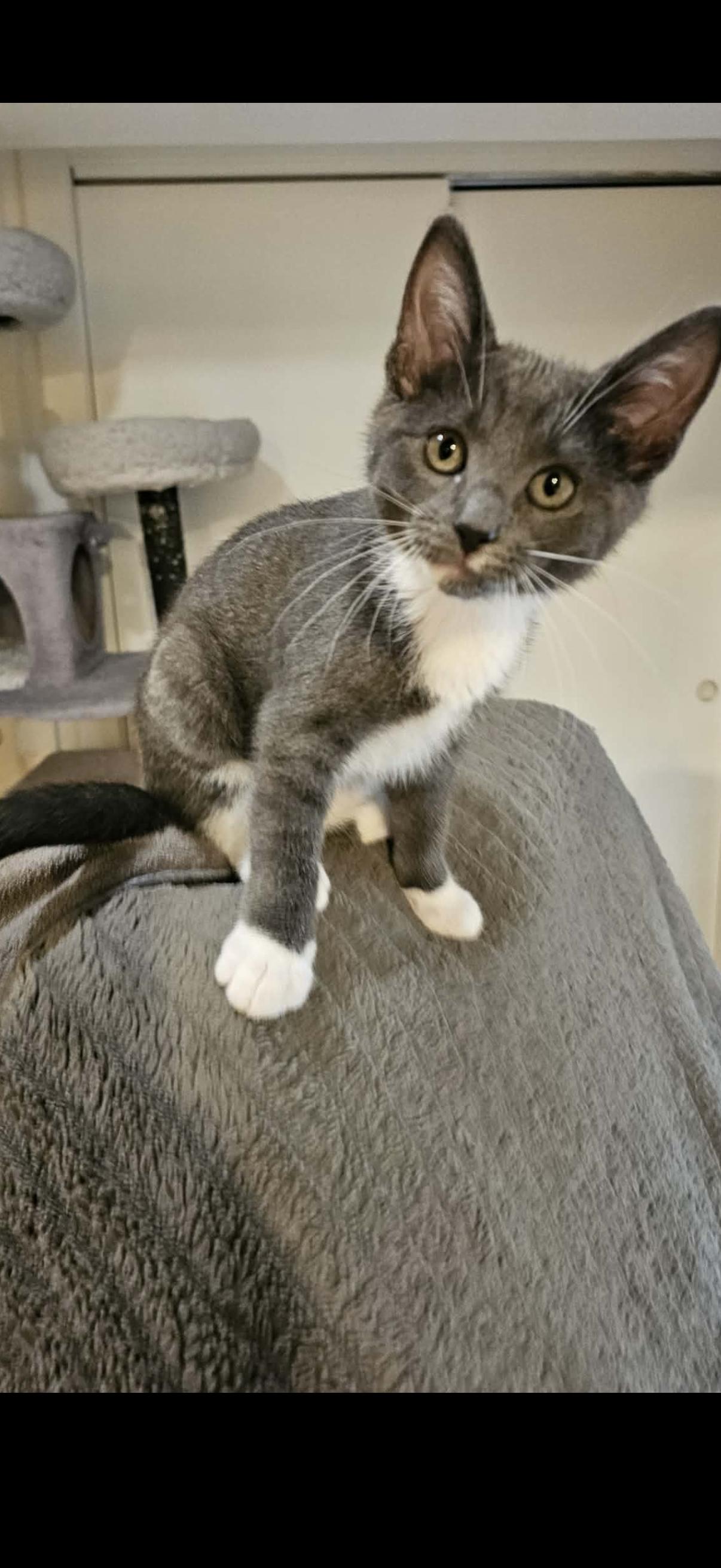Enlarge Perla, a ADOPTABLE mixed breed in Omaha, NE image 1/4