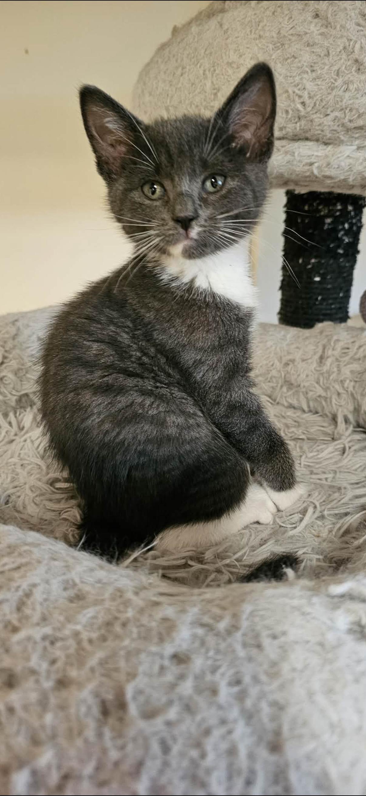 Enlarge Perla, a ADOPTABLE mixed breed in Omaha, NE image 2/4