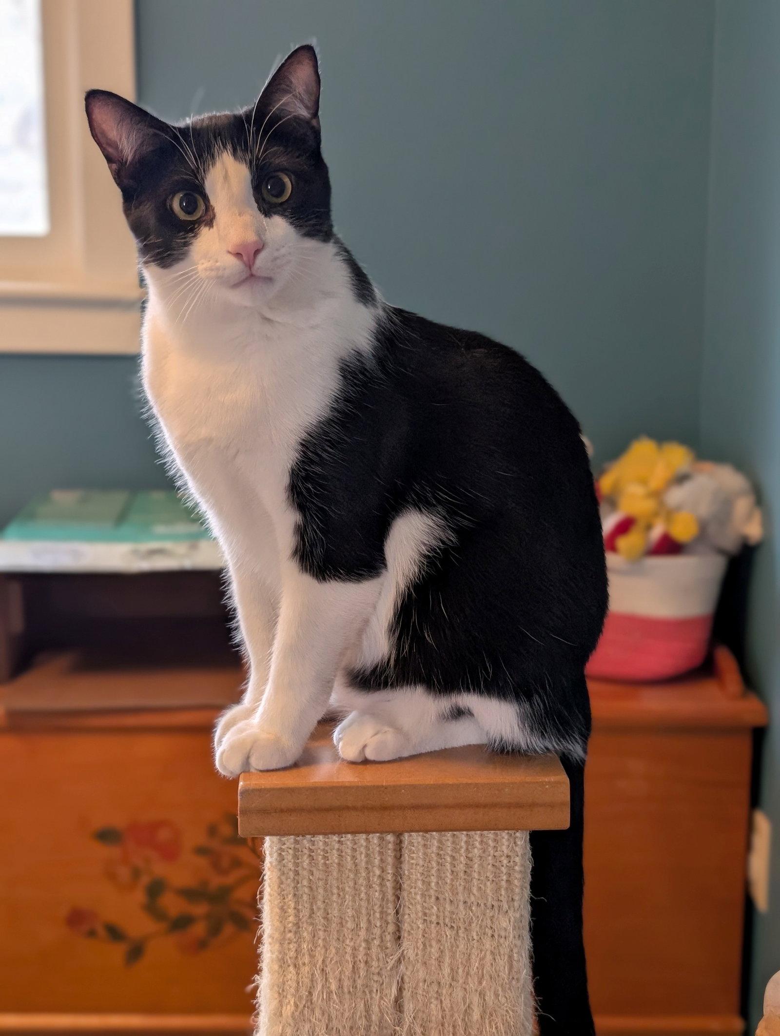 Enlarge Miss Iris, a Adoptable Domestic Short Hair in Kohler, WI image 1/2
