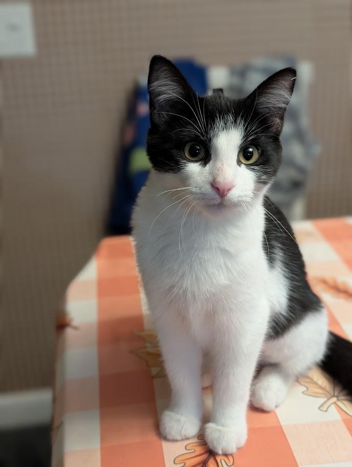 Miss Iris, Adoptable, Young Female Domestic Short Hair.