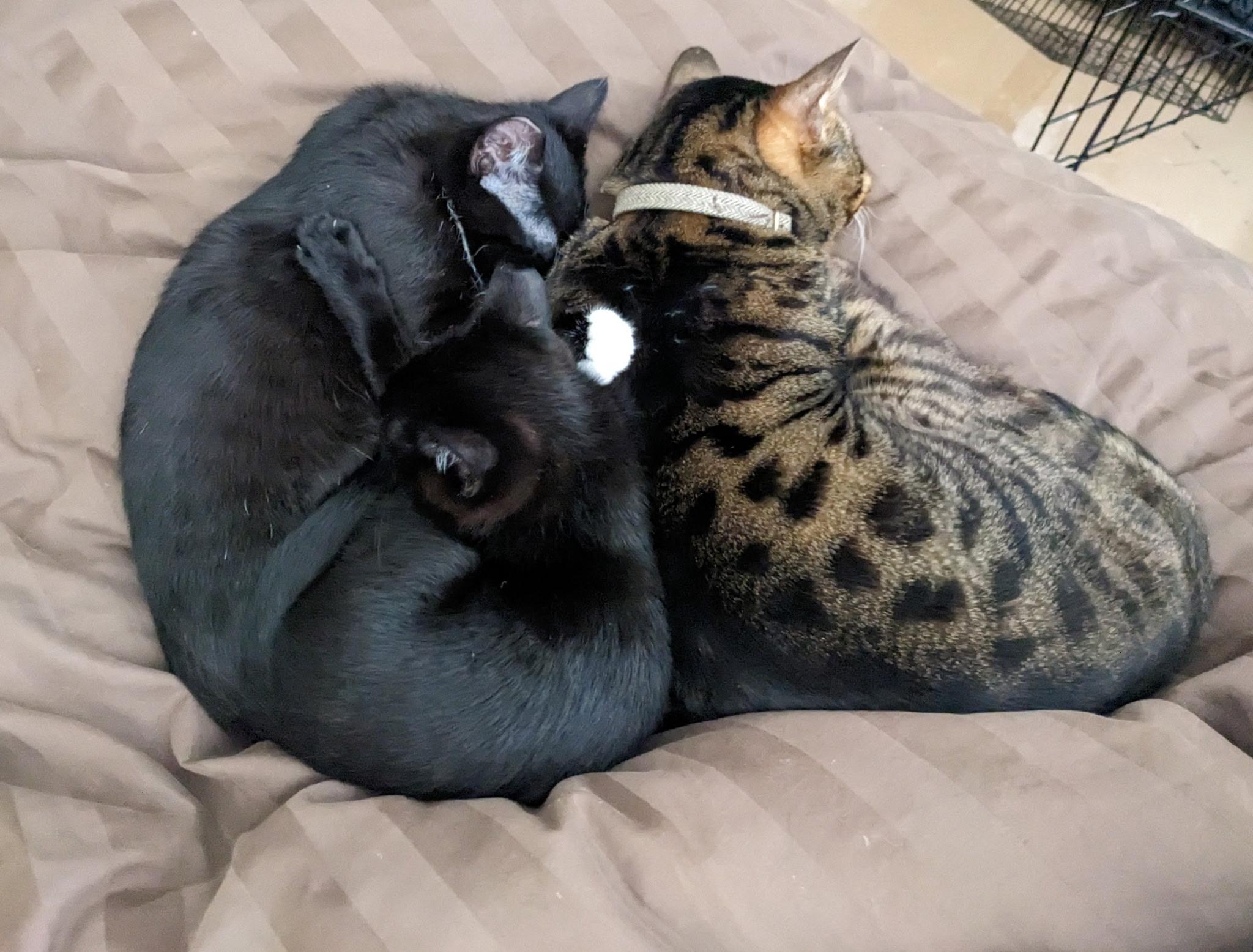 Blackberry and Chia  BONDED PAIR