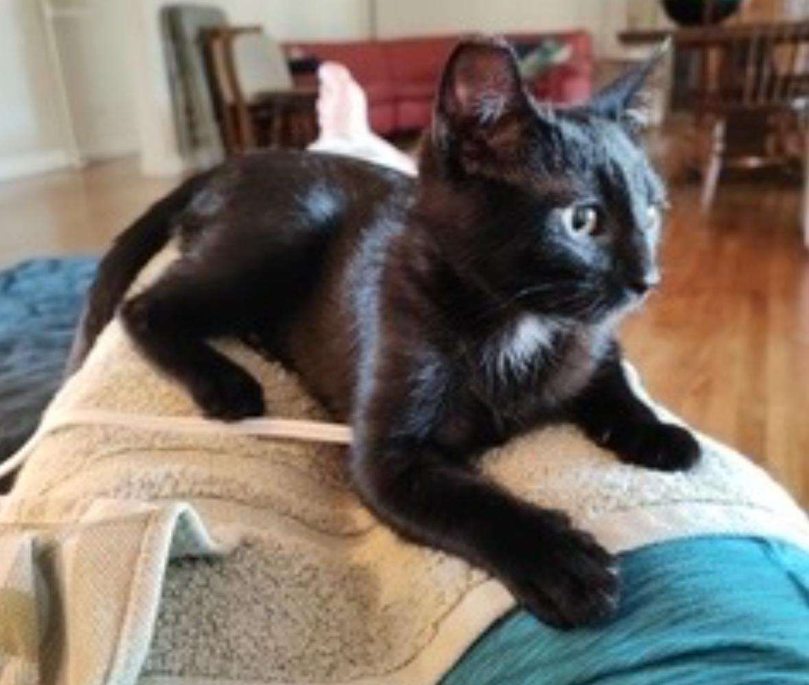 Enlarge Blackberry and Chia  BONDED PAIR, a Adoptable Domestic Short Hair in La Canada, CA image 5/6