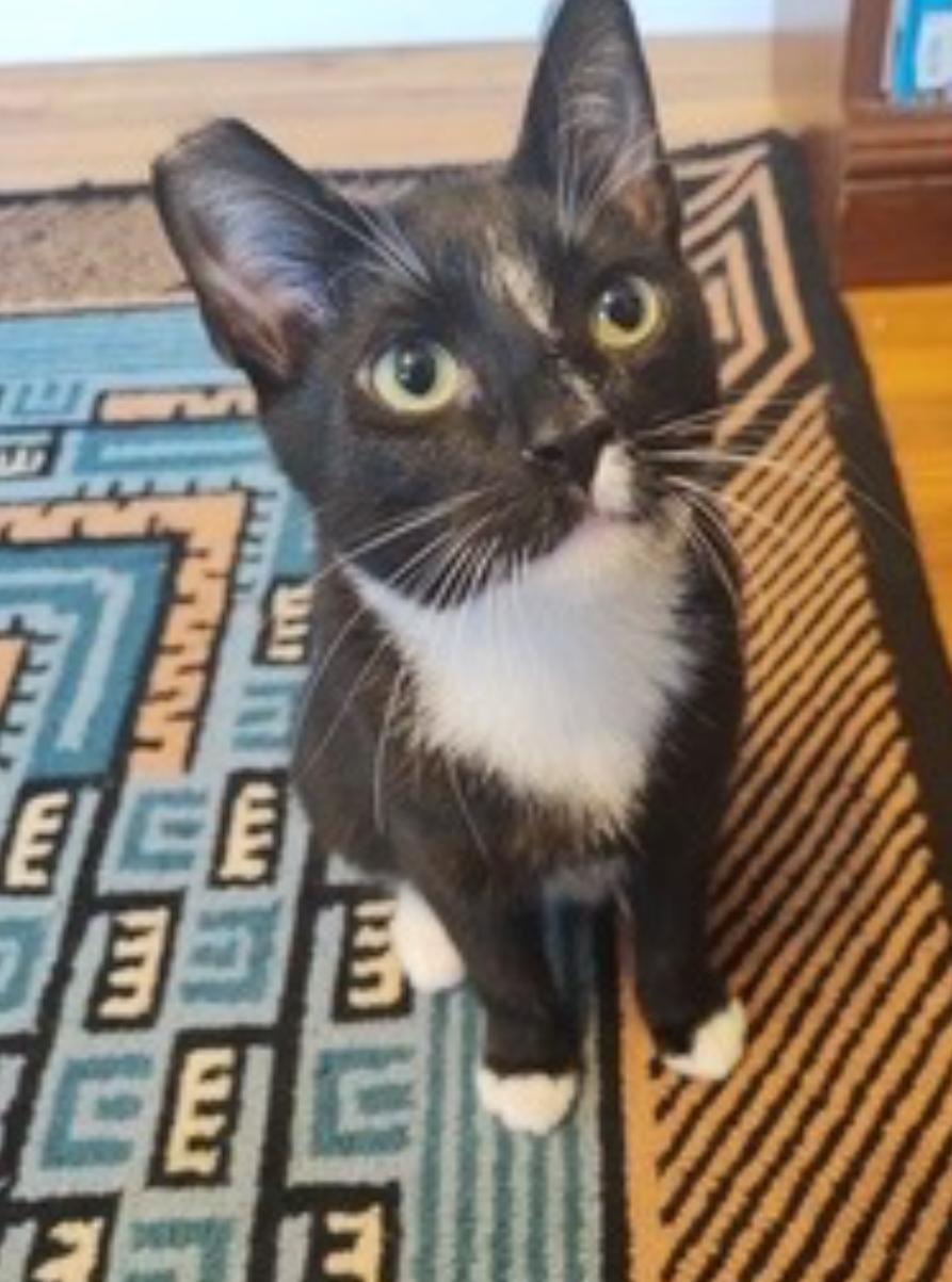 Enlarge Blackberry and Chia  BONDED PAIR, a Adoptable Domestic Short Hair in La Canada, CA image 6/6