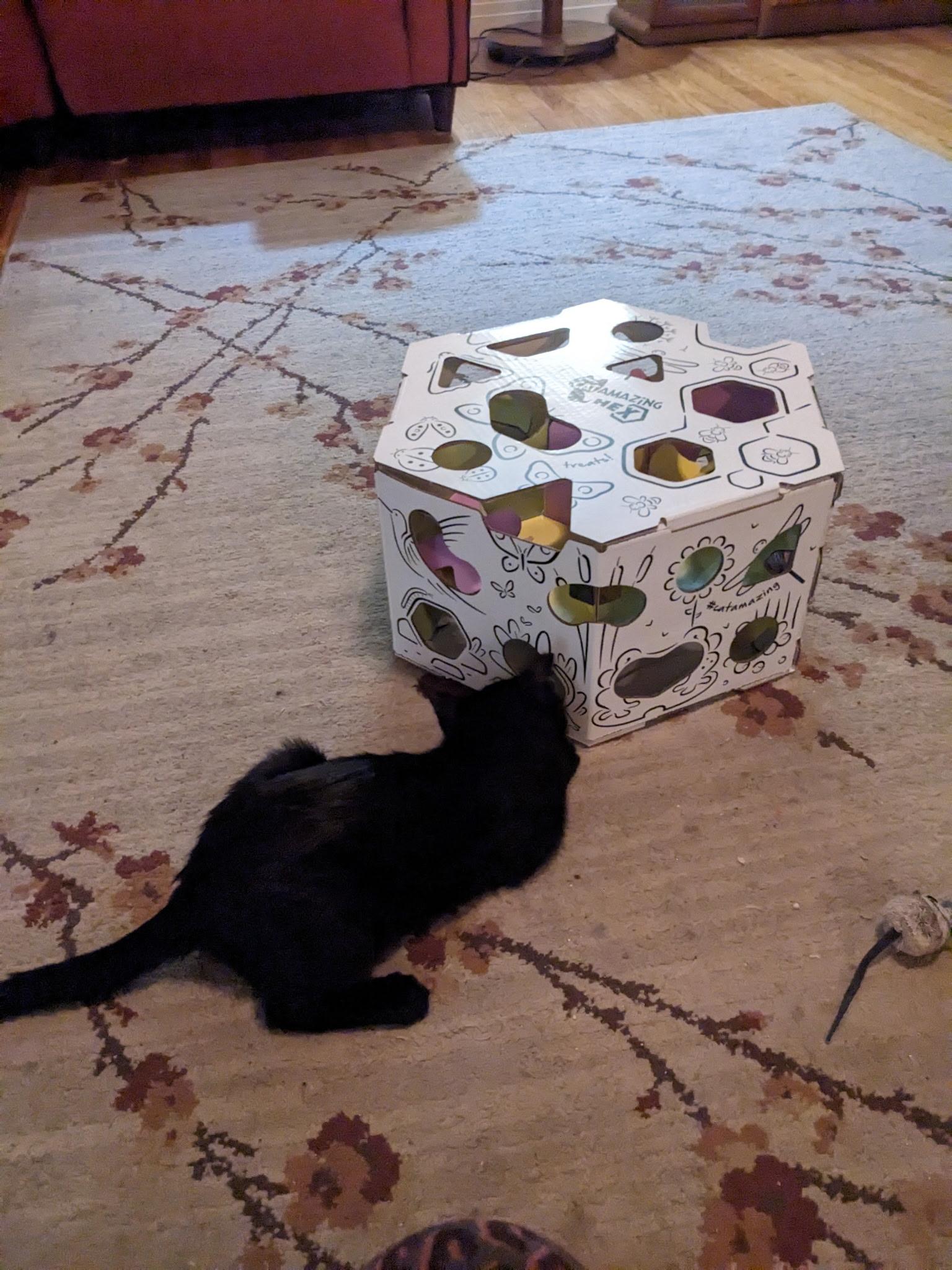 Enlarge Blackberry and Chia  BONDED PAIR, a Adoptable Domestic Short Hair in La Canada, CA image 1/6